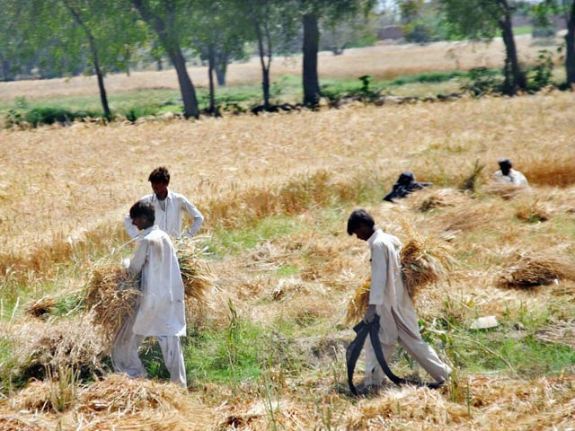 ww.cnm_政府监督小麦采购