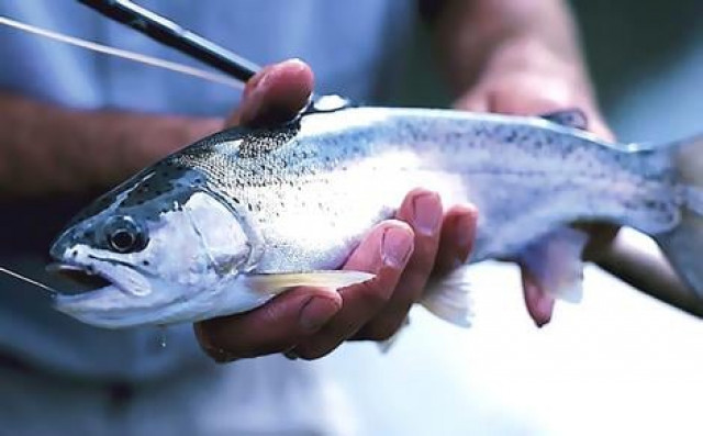 头条发布:JPG印刷图库_卡汗河谷的鳟鱼产业岌岌可危