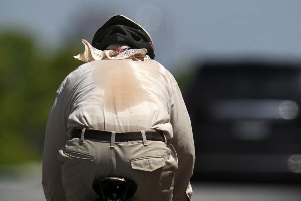 Sweat shows through the shirt of a cyclist pedaling up a hill July 23, 2025, in St. Louis. (AP Photo/Jeff Roberson, File)