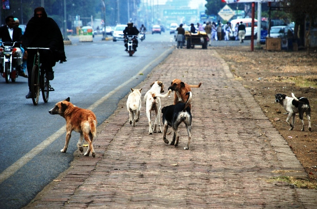 何仙姑图库免费大全_房屋及房屋局就流浪狗的威胁寻求报告