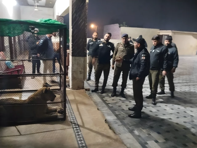 在拉合尔的Nawan Kot地区发现了11只非法饲养的狮子