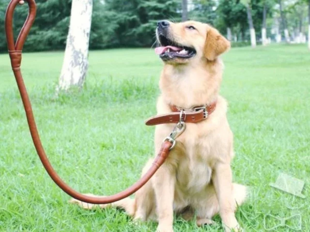 学习资料网_宠物狗咬伤了行人，大学保安